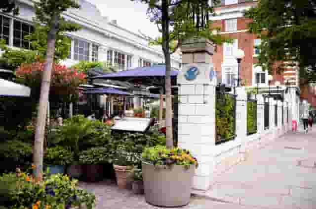 Bluebird Chelsea