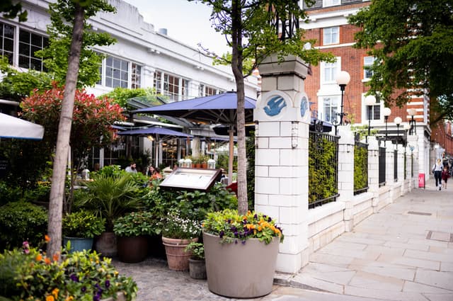 Bluebird Chelsea