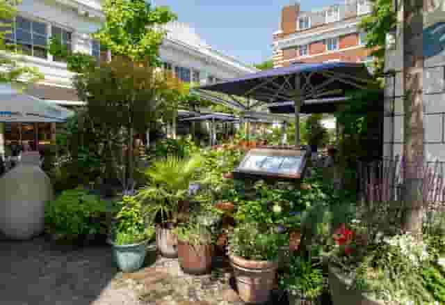 Bluebird Chelsea