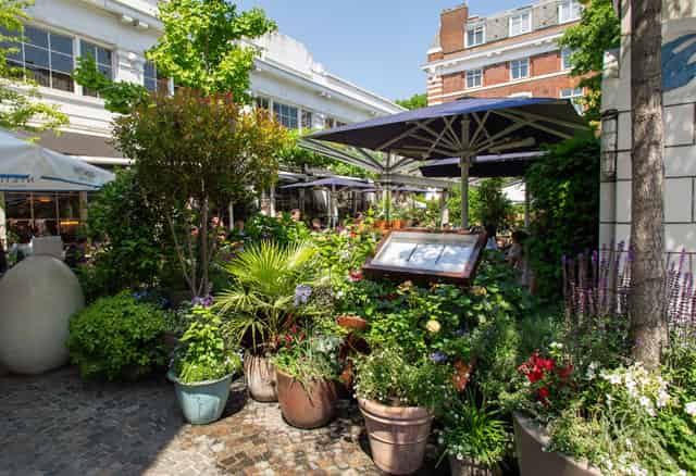 Bluebird Chelsea