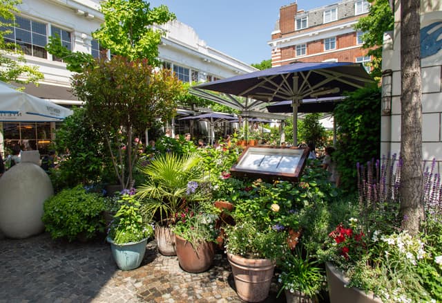 Bluebird Chelsea