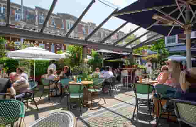 Bluebird Chelsea